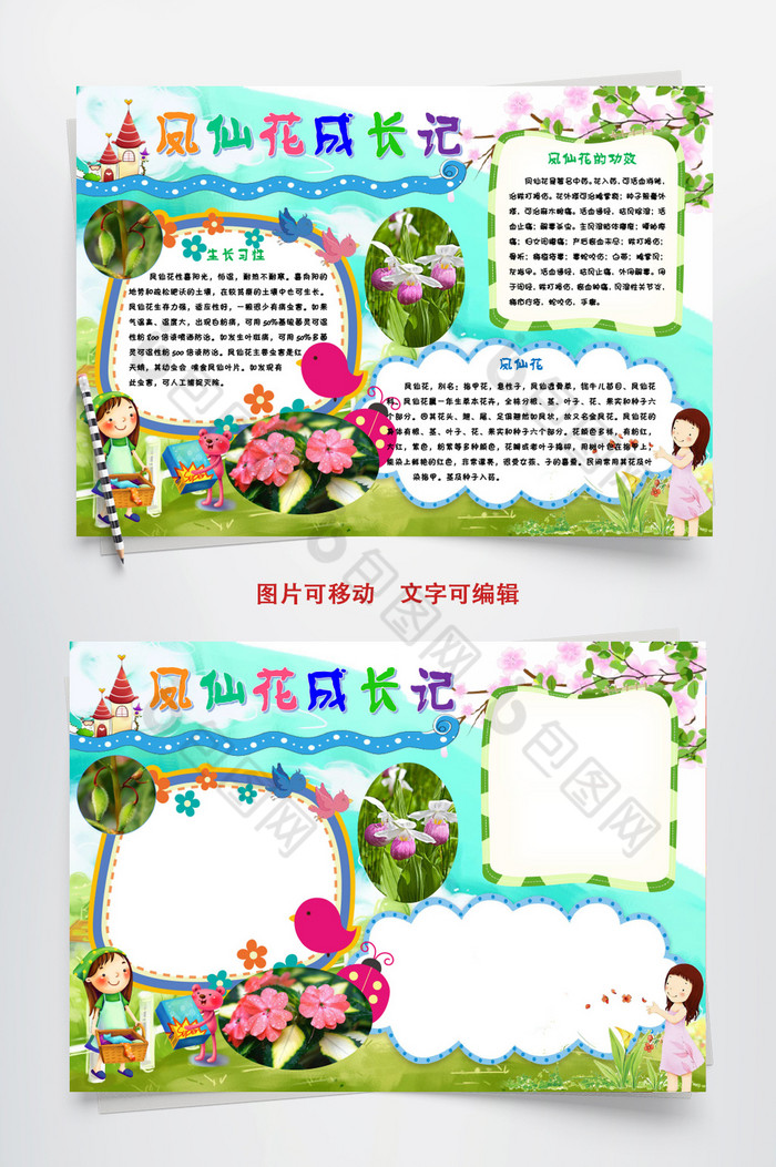 凤仙花成长记种植小报手抄报word模板