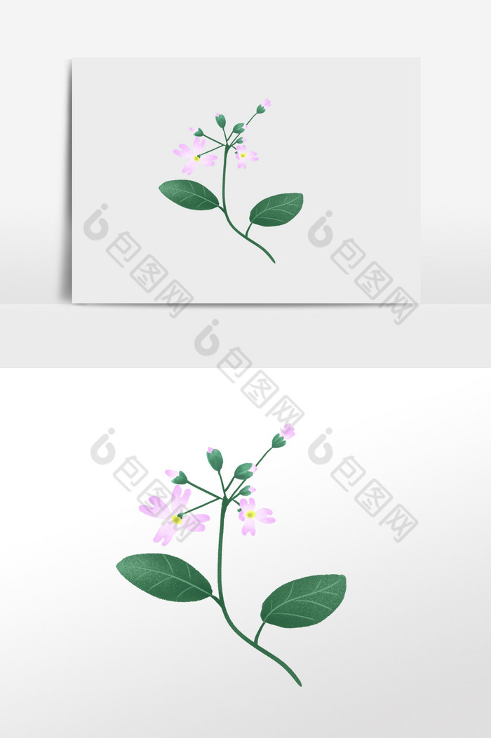 植物花卉插画图片图片