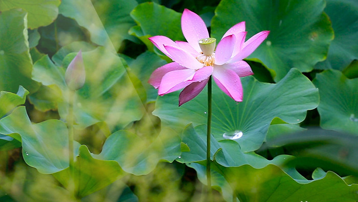 雨中荷花高清实拍