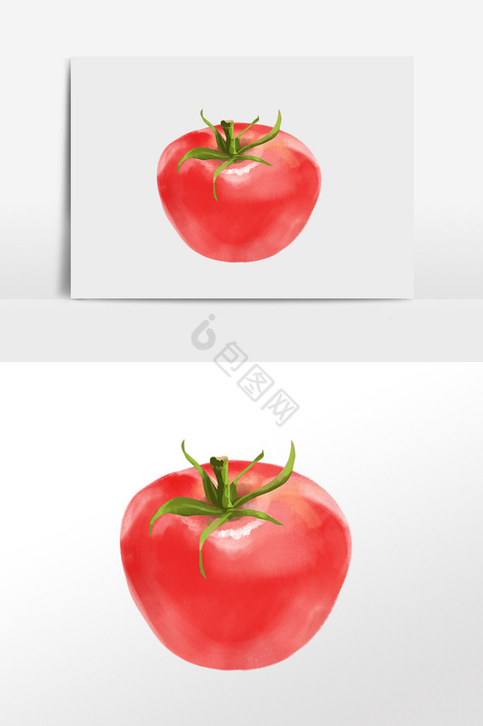 写实西红柿番茄插画图片
