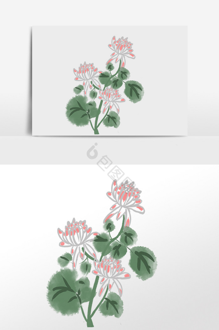 一株盛开的菊花插画图片
