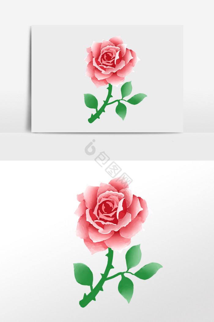 玫瑰花插画图片