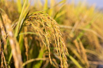 秋天水稻收获实拍