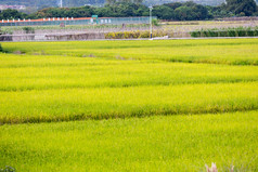 秋天水稻收获实拍