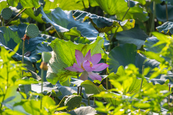 随风飘动的荷<strong>花</strong>荷叶实拍