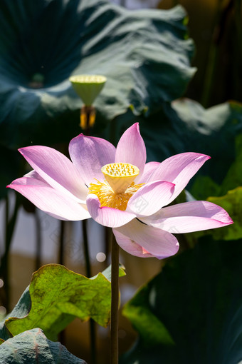 昆虫甲虫传花授粉实拍