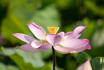 随风飘动的荷<strong>花</strong>荷叶实拍