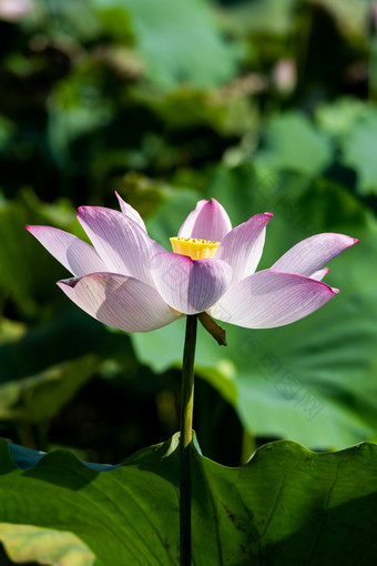 昆虫甲虫传花授粉实拍