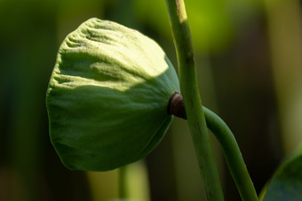 随风飘动的荷<strong>花</strong>荷叶实拍