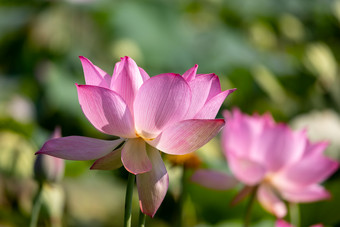 <strong>荷塘</strong>莲子莲蓬头绿色植物实拍