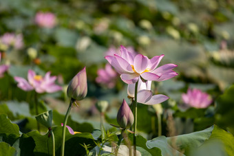 随风飘动的荷<strong>花</strong>荷叶实拍