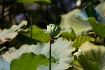 随风飘动的荷<strong>花</strong>荷叶实拍