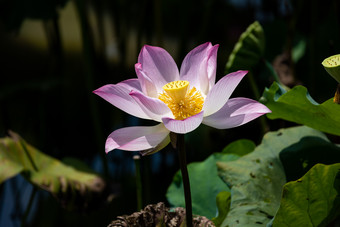 荷花池<strong>荷塘</strong>荷叶夏天实拍