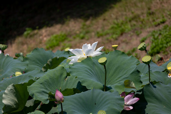 荷花<strong>荷塘</strong>夏天夏花荷叶实拍