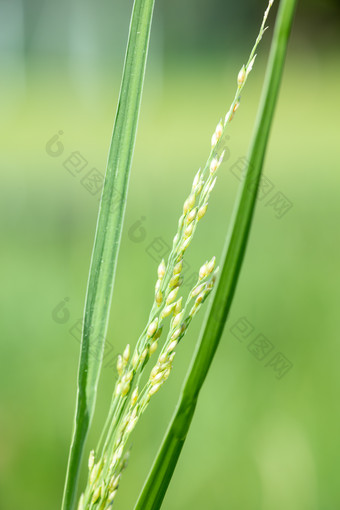 微距绿色植物背景清新