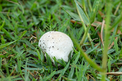 下雨后地里冒出的蘑菇