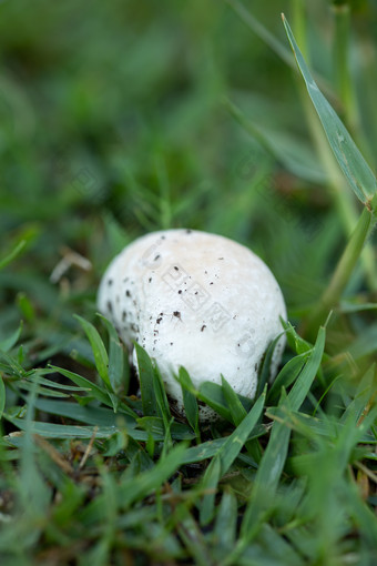 下雨后地里冒出的蘑菇