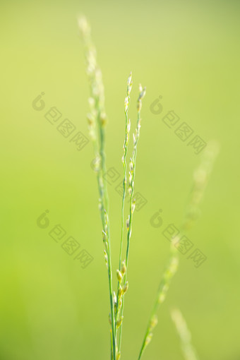 微距绿色植物背景清新