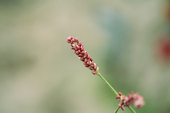 新鲜草莓水果实拍