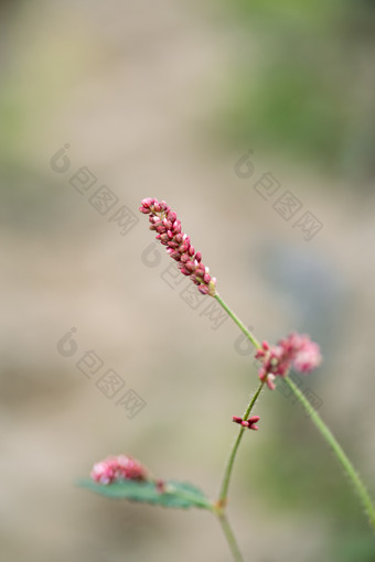 新鲜草莓水果实拍