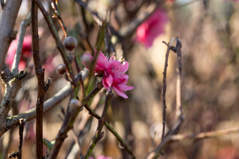 盛开的<strong>桃花</strong>冬季