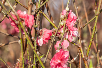 盛开的<strong>桃花</strong>冬季