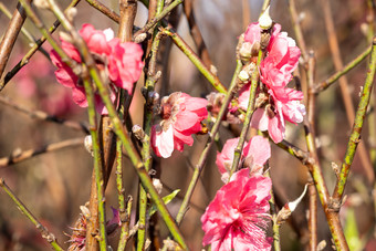 盛开的<strong>桃花</strong>冬季