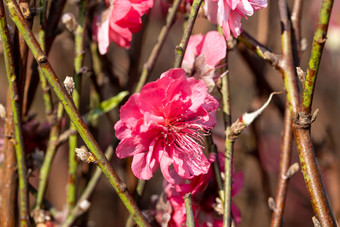 盛开的<strong>桃花</strong>冬季