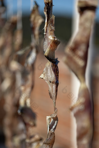 晒<strong>腊肉</strong>腌制风干