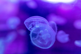 水族馆海洋动物鱼类水母