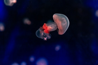 水族馆海洋动物鱼类水母