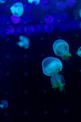 水族馆海洋动物鱼类水母