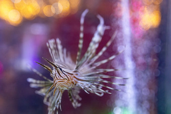 水族馆海洋动物鱼类水母