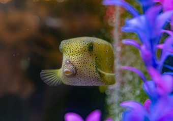 水族馆海洋动物鱼类水母