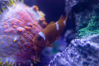 水族馆海洋动物鱼类水母