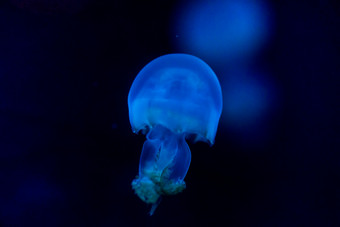 水族馆海洋动物鱼类水母