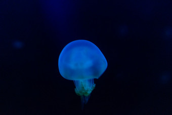 水族馆海洋动物鱼类水母