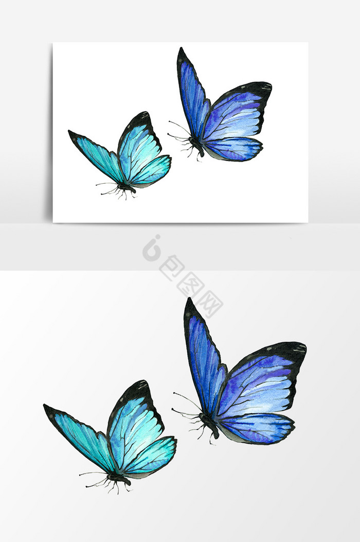 2只蝴蝶图片