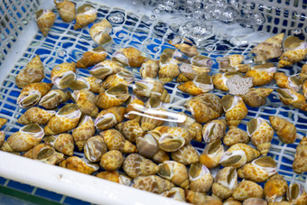 海鲜市场海产品实拍