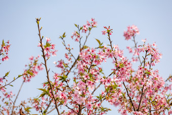 春暖花开樱花粉色花海图片