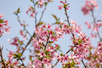 <strong>唯美</strong>樱花春日春天<strong>花开</strong>风光意境风景