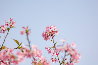 春天逆光唯美樱<strong>花</strong>