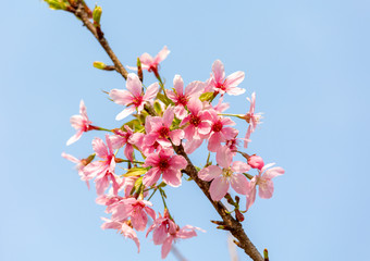 航拍樱花树花开春天