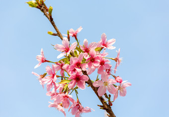 樱花树林花海唯美