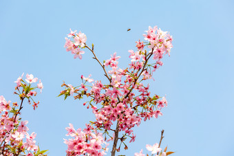 樱花春天粉色唯美