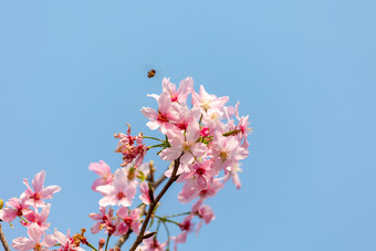 春日唯美小清新粉色樱<strong>花</strong>