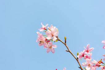 小清新春天蓝天白云下的樱花