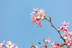 春暖花开樱花粉色花海