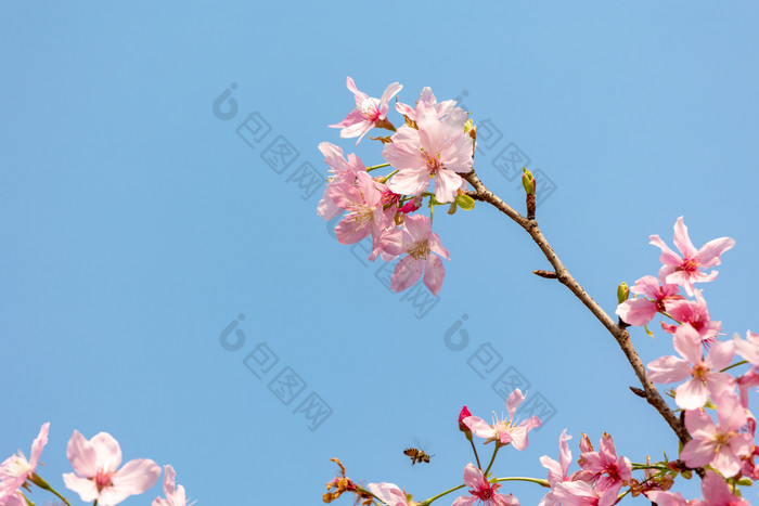 春暖花开樱花粉色花海