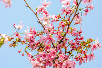 唯美樱<strong>花</strong>春日春天<strong>花</strong>开风光意境风景